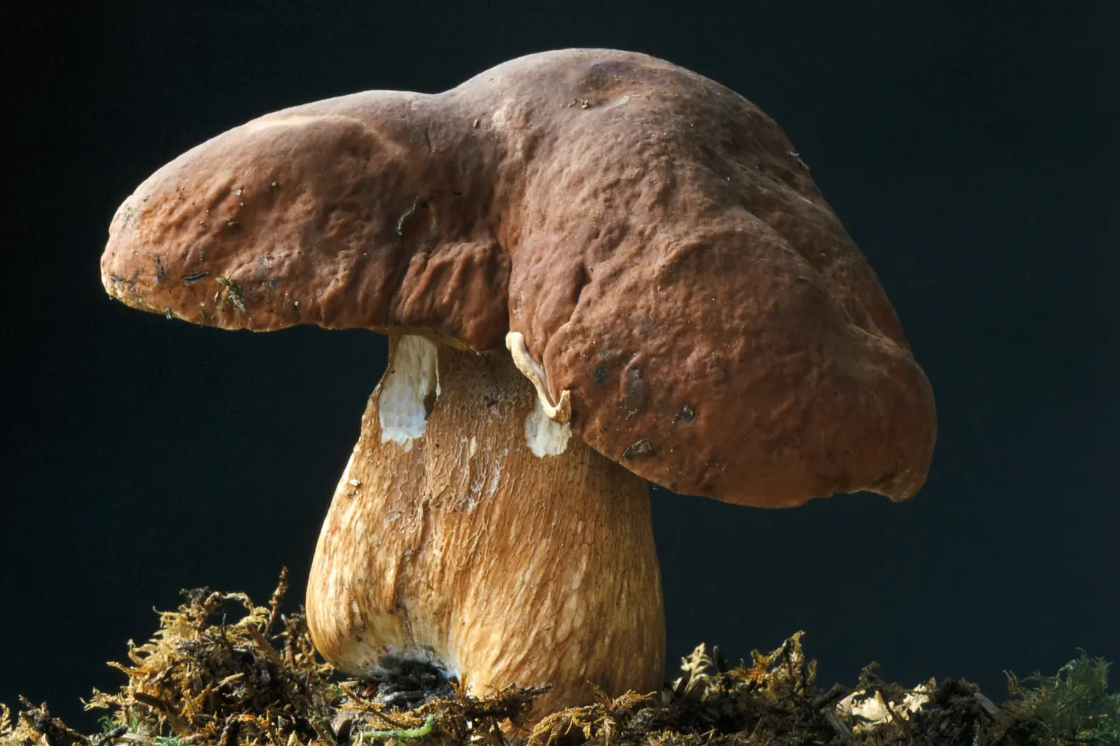 Initiation Mycologique
