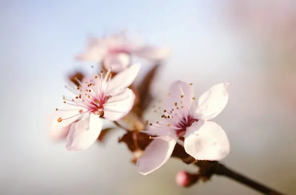 Cérémonie a deux - magnolia spa — visuel 2