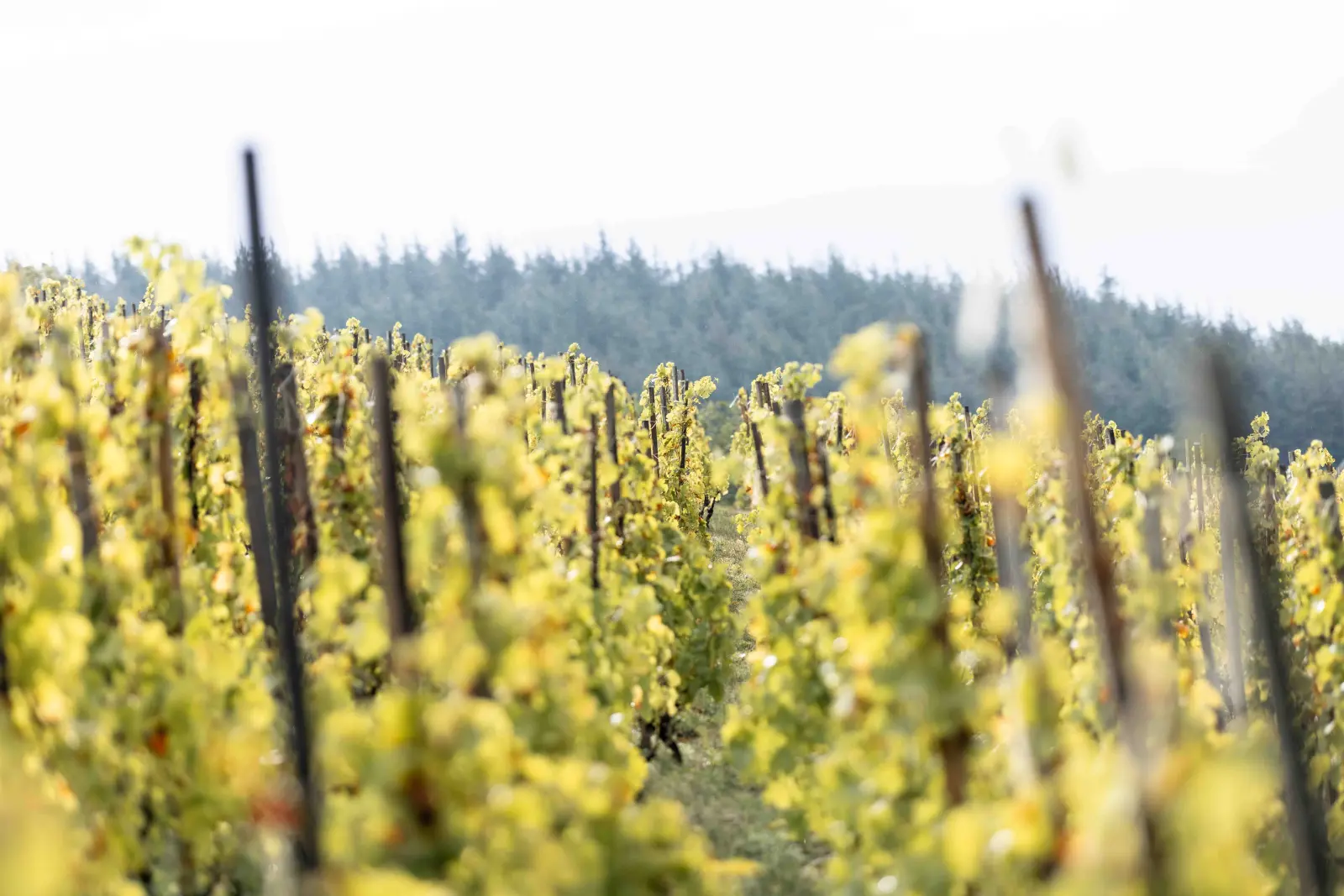 Demi-journée exclusive dans les vignes