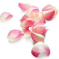 Pétales de roses — visuel 1