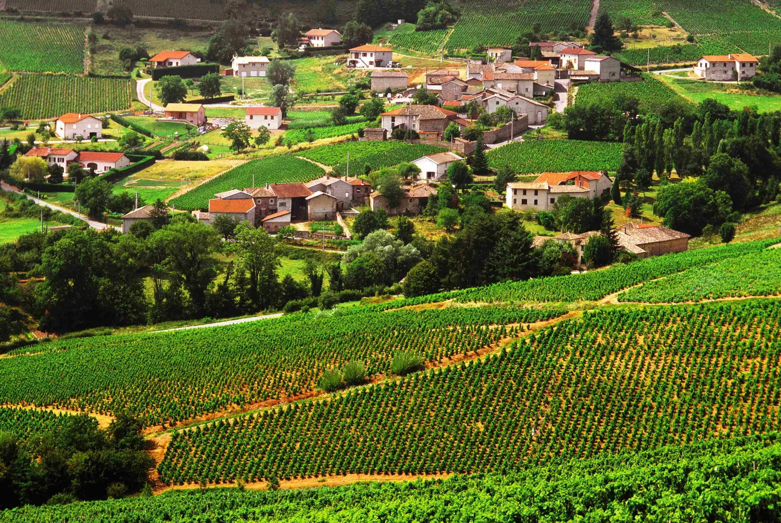 A la découverte du terroir Beaujolais