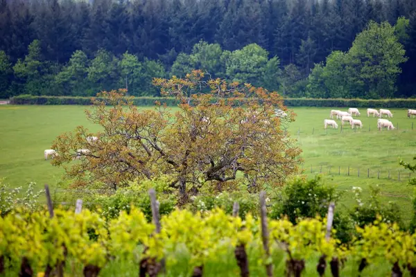 Domaine Joseph Lafarge — vue 2