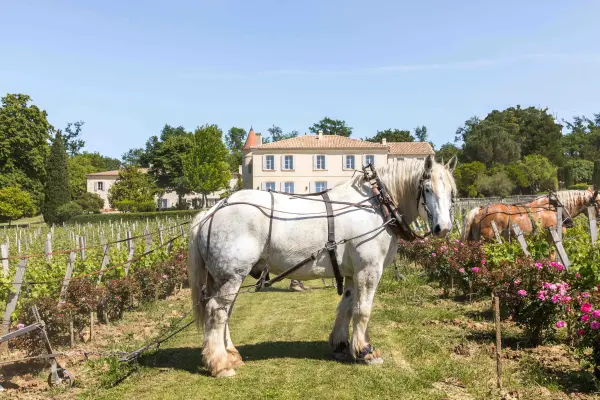 Les Belles Perdrix de Troplong Mondot — vue 1