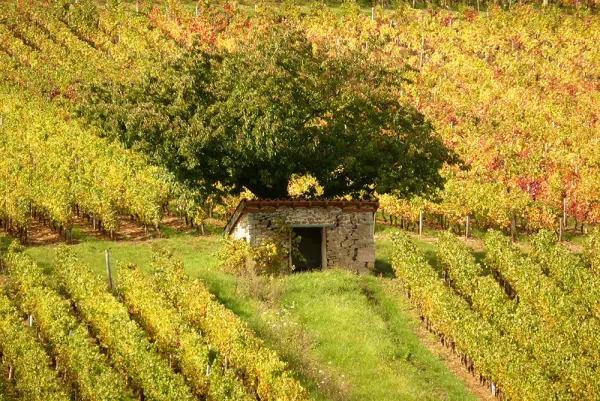 Domaine Joseph Lafarge — vue 1