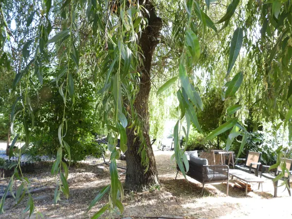 Le Souffle du Saule — vue 2