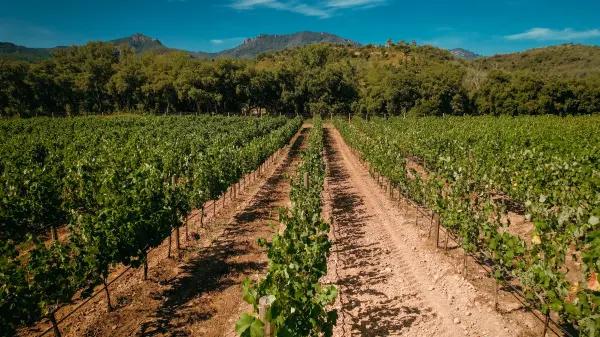 L'Arbre Jaune — vue 14