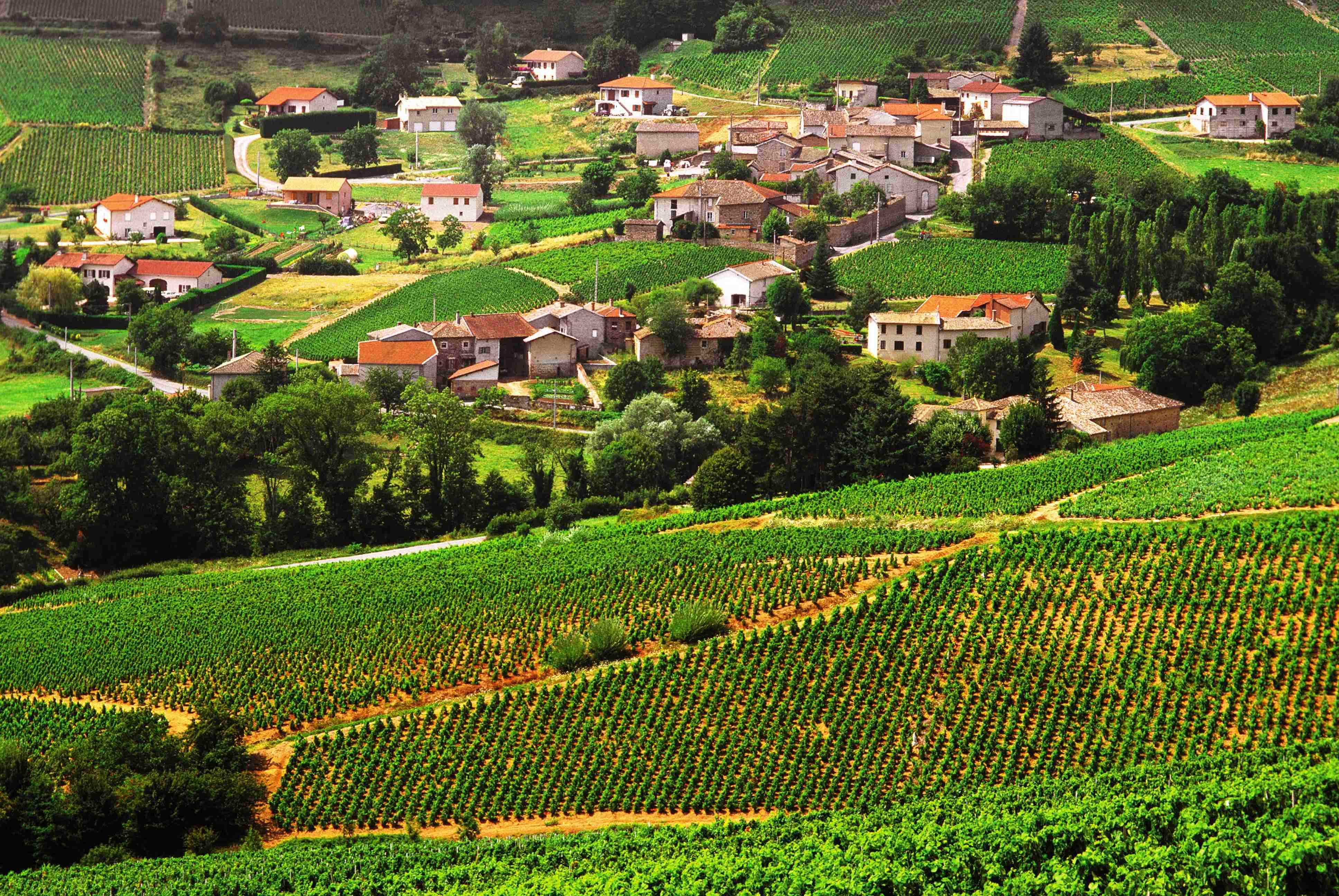 A la découverte du terroir Beaujolais